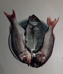 <b>IMG_20251117-aprox-date</b>